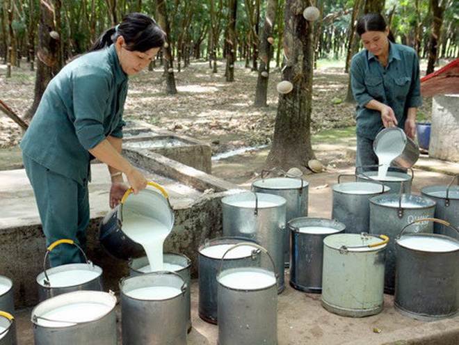 Nông dân thanh lý vườn cao su kém hiệu quả